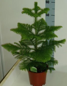 60 cm Salon �am� araucaria heterophylla Ankara Sincan cicekci 
