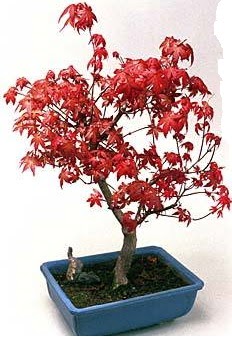 Amerikan ak�aa�a� bonsai bitkisi Ertu�rulgazi Mah �i�ek g�nderme 