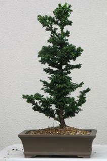 �am a�ac� bonsai bitkisi sat��� H�rriyet Mah 14 �ubat sevgililer g�n� �i�ek 