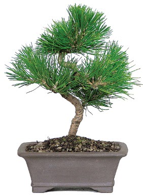 am aac bonsai japon aac bitkisi Ankara Sincan cicekci 