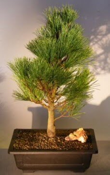 am aac japon aac bitkisi bonsai Hrriyet Mah 14 ubat sevgililer gn iek 