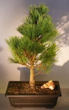 �am a�ac� japon a�ac� bitkisi bonsai H�rriyet Mah 14 �ubat sevgililer g�n� �i�ek 