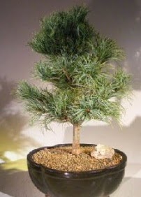 am aac bonsai bitkisi sat Osmanl Mah iek online iek siparii 