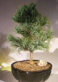 �am a�ac� bonsai bitkisi sat��� Osmanl� Mah �i�ek online �i�ek sipari�i 
