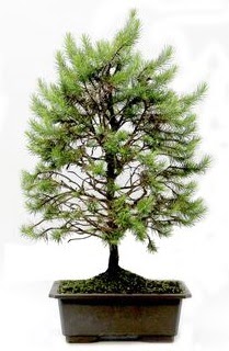 *** STOKTA YOK - �am a�ac� bonsai bitkisi sat��� �stasyon Mah �i�ek yolla 