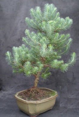 Bonsai �am a�ac� japon a�ac� bitkisi Plevne Mahallesi �i�ek ma�azas� 