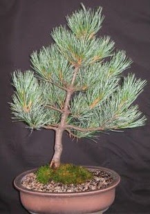 Bonsai �am a�ac� japon a�ac� bitkisi Atat�rk Mah yurti�i �i�ek sipari�i 