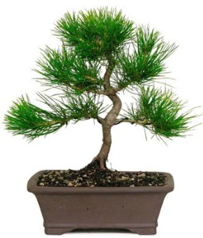 Bonsai �am a�ac� japon a�ac� bitkisi Tando�an Mah g�venli kaliteli h�zl� �i�ek 