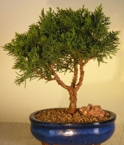 Servi am bonsai japon aac bitkisi Erturulgazi Mah iek gnderme 