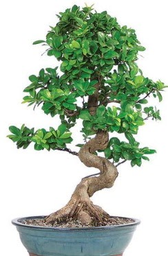 Yaklak 70 cm yksekliinde ithal bonsai Hrriyet Mah 14 ubat sevgililer gn iek 