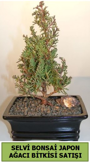 Selvi �am japon a�ac� bitkisi bonsai H�rriyet Mah 14 �ubat sevgililer g�n� �i�ek 