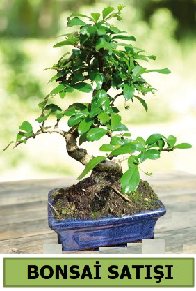 am bonsai japon aac sat Maraalakmak Mah sevgilime hediye iek 