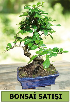 �am bonsai japon a�ac� sat��� Mara�al�akmak Mah sevgilime hediye �i�ek 