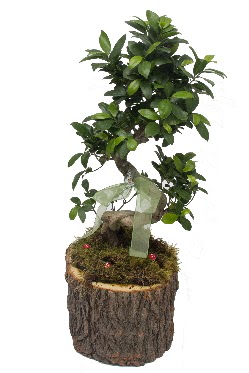 Doal ktkte bonsai saks bitkisi Bahekap Mah cicekciler , cicek siparisi 