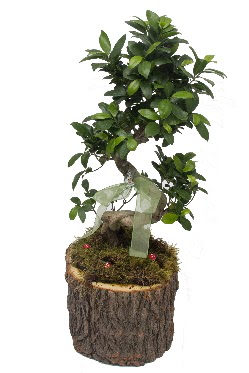 Do�al k�t�kte bonsai saks� bitkisi Bah�ekap� Mah cicekciler , cicek siparisi 