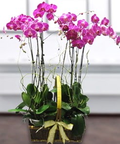 7 dall� mor lila orkide Plevne Mahallesi �i�ek ma�azas� 