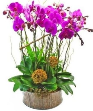 Ahap ktkte lila mor orkide 8 li Tandoan Mah gvenli kaliteli hzl iek 