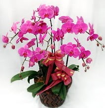 Sepet ierisinde 5 dall lila orkide Osmanl Mah iek online iek siparii 