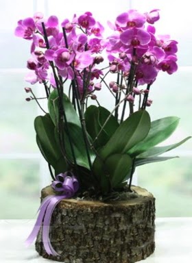 Ktk ierisinde 6 dall mor orkide Osmanl Mah iek online iek siparii 