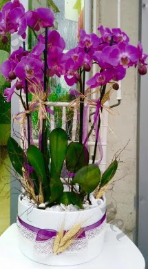 Seramik vazoda 4 dall mor lila orkide Sincan nternetten iek siparii 