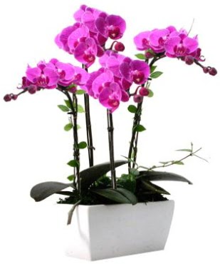 Seramik vazo ierisinde 4 dall mor orkide Maraalakmak Mah sevgilime hediye iek 