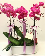 Beyaz seramik ierisinde 4 dall orkide Osmanl Mah iek online iek siparii 