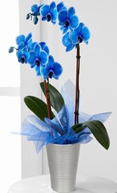 Seramik vazo içerisinde 2 dallı mavi orkide Pınarbaşı Mahallesi çiçekçi adresleri 