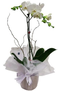 Tek dall� beyaz orkide Fatih �i�ek g�nderme sitemiz g�venlidir  