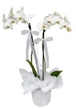 2 dall beyaz orkide Ahievran Mahallesi iek siparii sitesi 