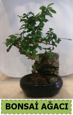 Bonsai a�ac� japon a�ac� sat��� Malazgirt Mah anneler g�n� �i�ek yolla 