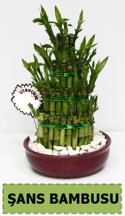 ans piramit bambu saks bitkisi Maraalakmak Mah sevgilime hediye iek 