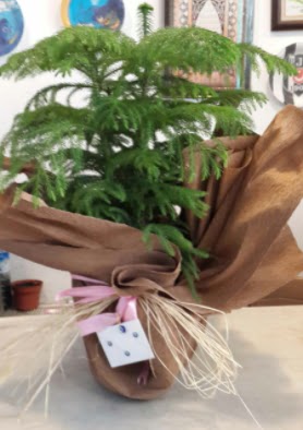 Salon �am� s�per k�k dall� Plevne Mahallesi �i�ek ma�azas� 