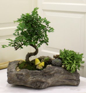 A�a� k�t�k i�erisinde bonsai ve sukulent Plevne Mahallesi �i�ek ma�azas� 