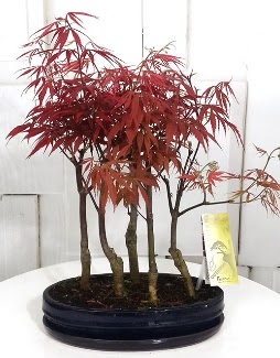 5 adet japon akaaa bonsai iei Maraalakmak Mah sevgilime hediye iek 
