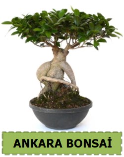 Bonsai sat��� Mara�al�akmak Mah sevgilime hediye �i�ek 
