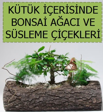 K�t�k i�erisinde bonsai japon a�a� bitkisi Mara�al�akmak Mah sevgilime hediye �i�ek 
