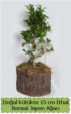 Doal ktkte thal bonsai japon aac Ankara Sincan cicekci 