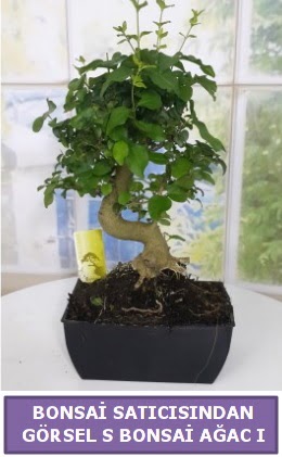 S dal erilii bonsai japon aac Maraalakmak Mah sevgilime hediye iek 