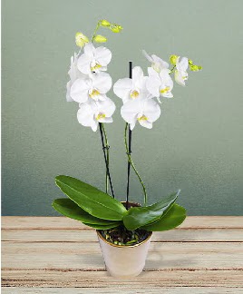 ift dall beyaz orkide sper kalite Ankara Sincan cicekci 