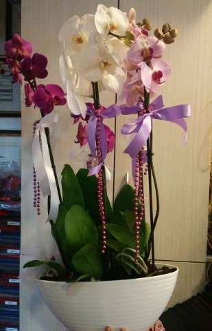Mor ve beyaz ve pembe 6 dall orkide Osmanl Mah iek online iek siparii 