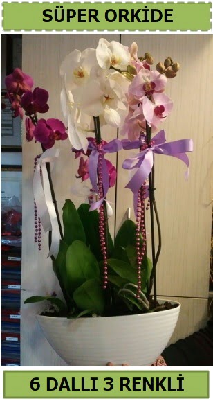 6 dall 3 renk zel vazoda orkide iei Maraalakmak Mah sevgilime hediye iek 