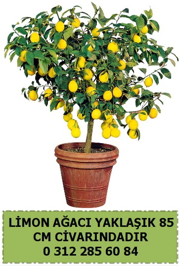 Limon a�ac� bitkisi Mara�al�akmak Mah sevgilime hediye �i�ek 