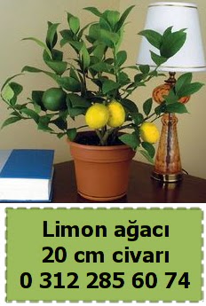 Limon a�ac� bitkisi H�rriyet Mah 14 �ubat sevgililer g�n� �i�ek 