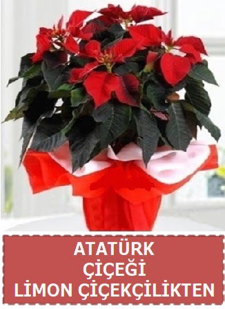 Atat�rk �i�e�i saks� bitkisi Mara�al�akmak Mah sevgilime hediye �i�ek 