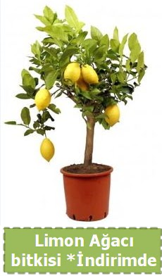 Limon aac bitkisi Ev iin limon bitkisi Pnarba Mahallesi ieki adresleri 