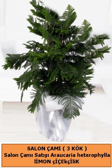 Araucaria heterophylla Salon �am� Malazgirt Mah anneler g�n� �i�ek yolla 