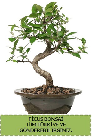 Ficus bonsai Plevne Mahallesi iek maazas 
