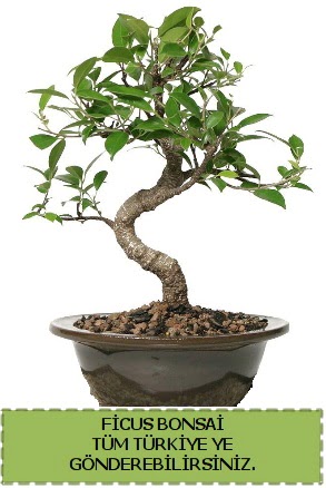 Ficus bonsai Plevne Mahallesi �i�ek ma�azas� 