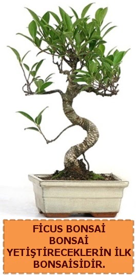 Ficus bonsai 15 ile 25 cm aras�ndad�r Ertu�rulgazi Mah �i�ek g�nderme 