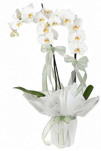 ift Dall Beyaz Orkide Ulubatlhasan Mah ieki 
